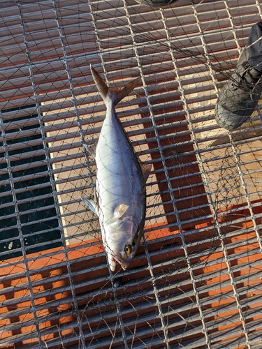 カンパチの釣果