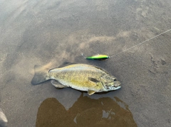 スモールマウスバスの釣果