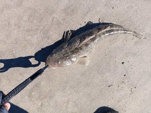 マゴチの釣果