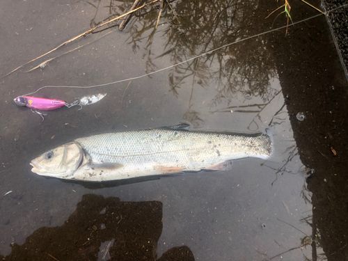 マルタウグイの釣果