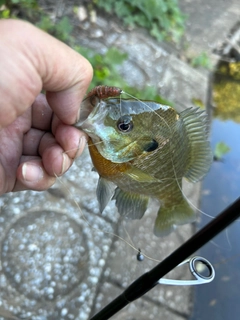 ブルーギルの釣果