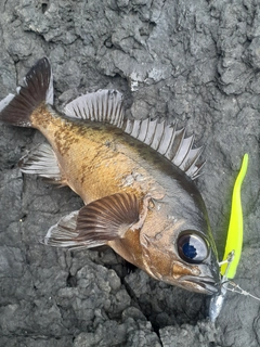 メバルの釣果