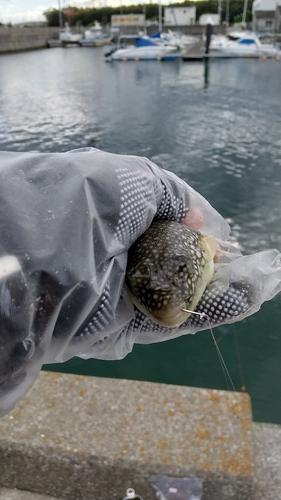 フグの釣果