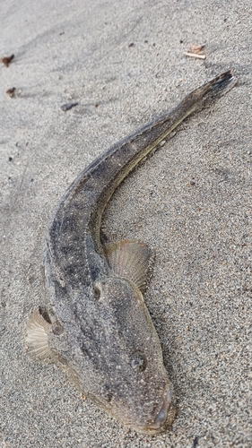 マゴチの釣果