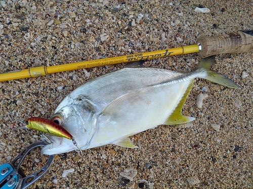 メッキの釣果