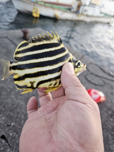 カゴカキダイの釣果