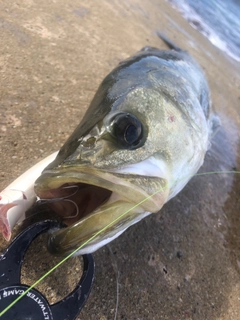 スズキの釣果