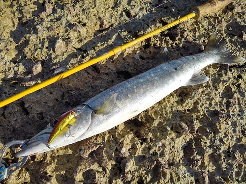 オニカマスの釣果