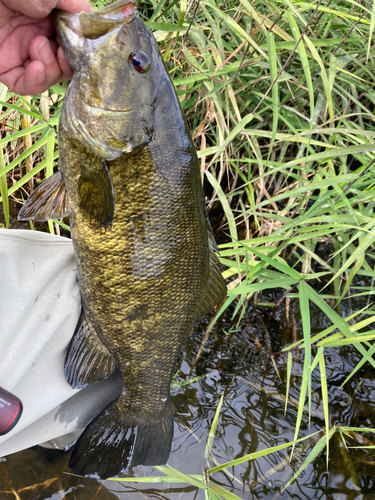 スモールマウスバスの釣果