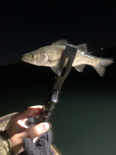 セイゴ（マルスズキ）の釣果