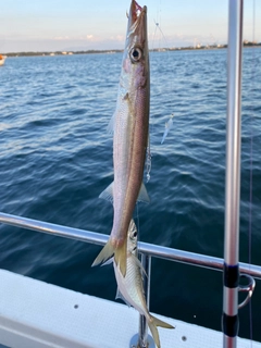 カマスの釣果