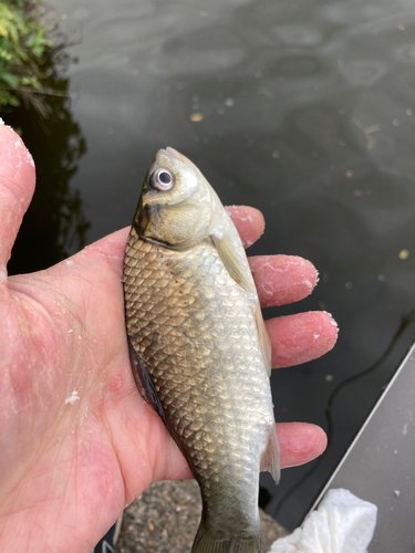 フナの釣果