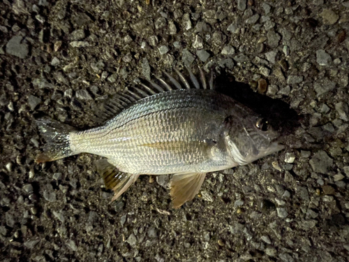 キビレの釣果