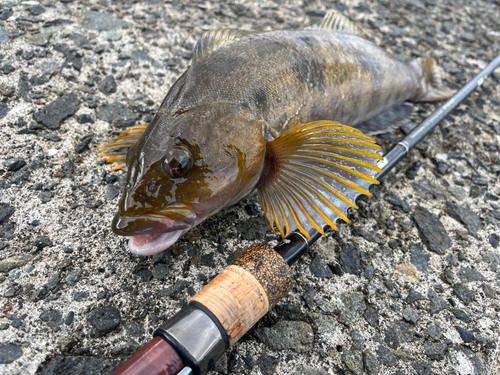 アイナメの釣果