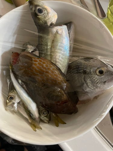 アジの釣果