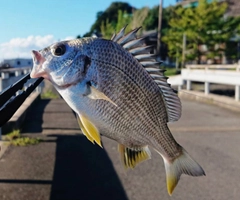 キビレの釣果