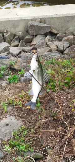 フッコ（マルスズキ）の釣果