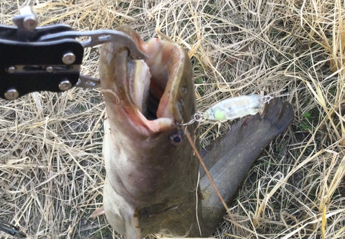 ナマズの釣果