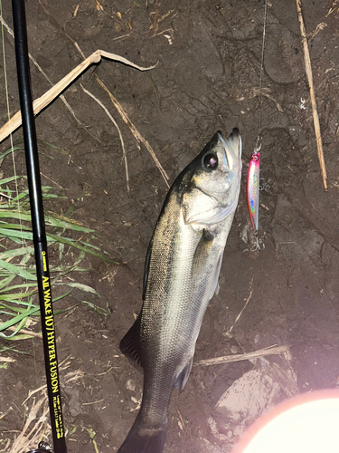 セイゴ（マルスズキ）の釣果