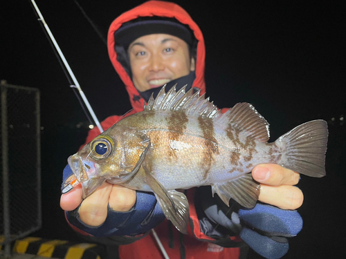 シロメバルの釣果