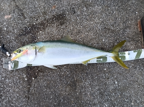 メジロの釣果