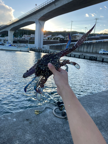 タイワンガザミの釣果