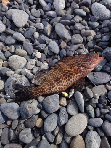 オオモンハタの釣果