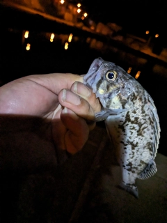 ソイの釣果