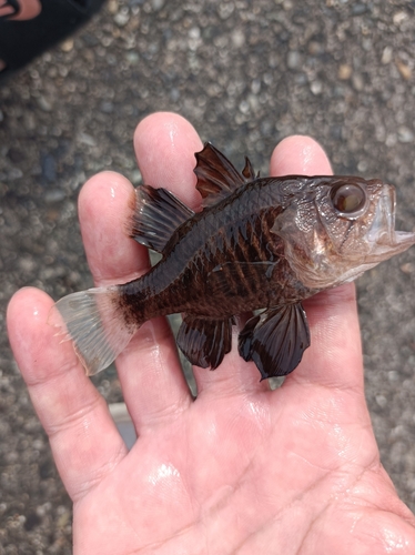 クロイシモチの釣果