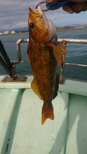 アブラコの釣果