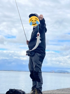 エソの釣果