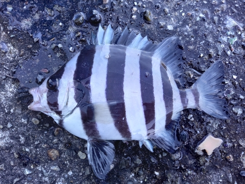 イシダイの釣果