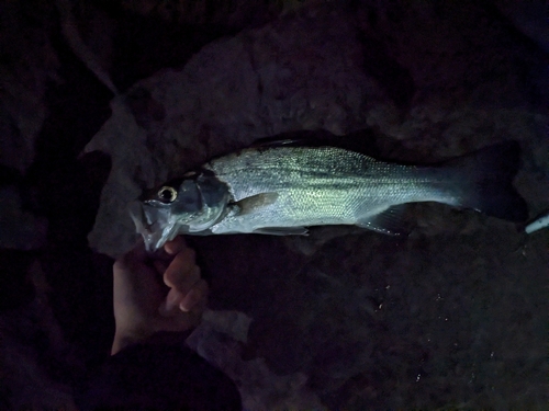 セイゴ（マルスズキ）の釣果