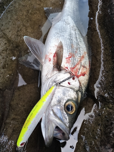 セイゴ（ヒラスズキ）の釣果