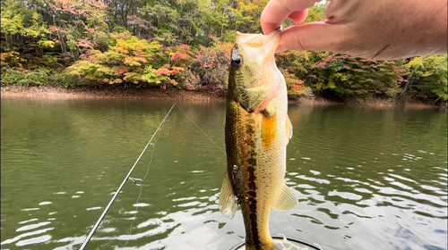 ラージマウスバスの釣果