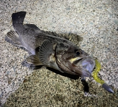 クロソイの釣果