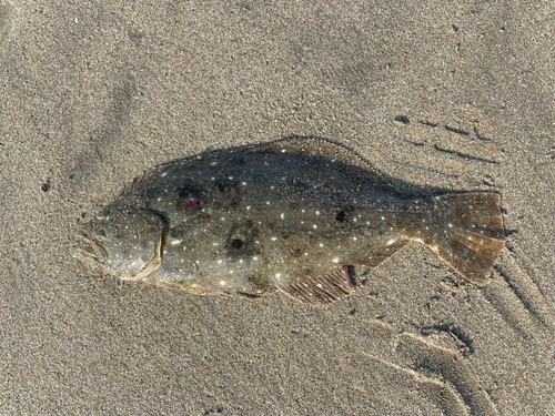 ソゲの釣果