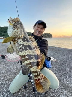 チャイロマルハタの釣果