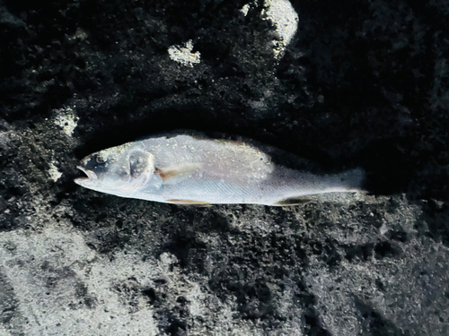 ニベの釣果