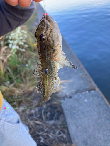 ハゼの釣果