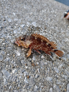 カサゴの釣果