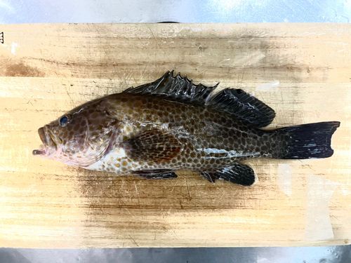 オオモンハタの釣果