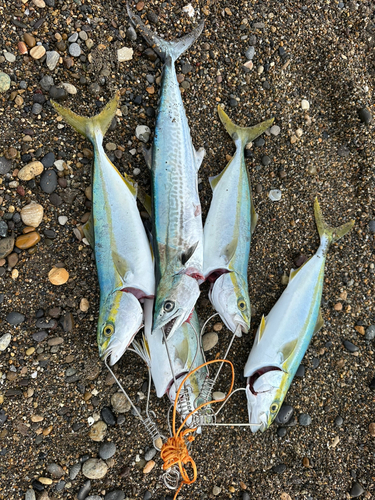 イナダの釣果