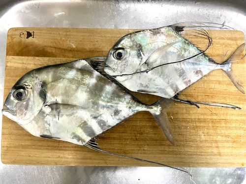 イトヒキアジの釣果