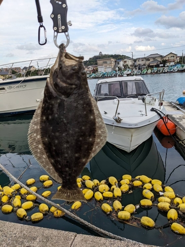 ヒラメの釣果