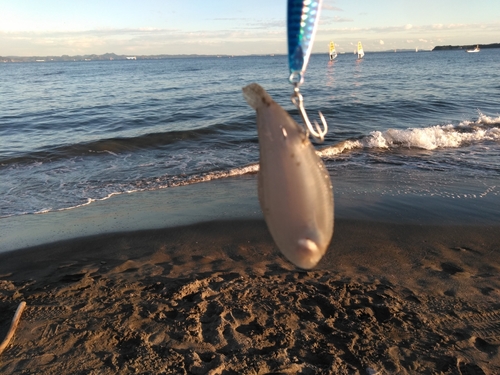 シタビラメの釣果