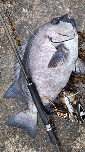 イシダイの釣果