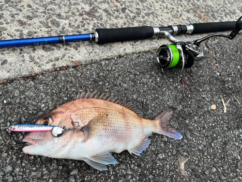 チャリコの釣果