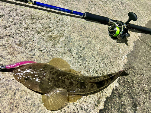 マゴチの釣果