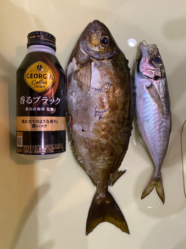 アイゴの釣果